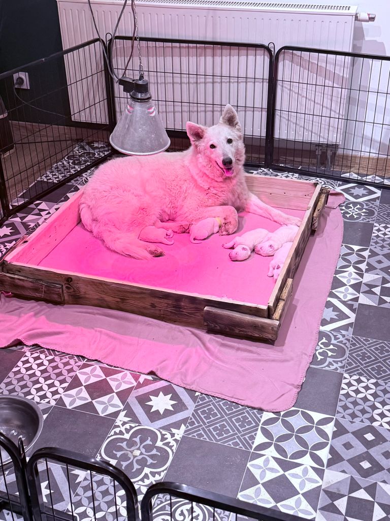 Raven du plateau ardennais