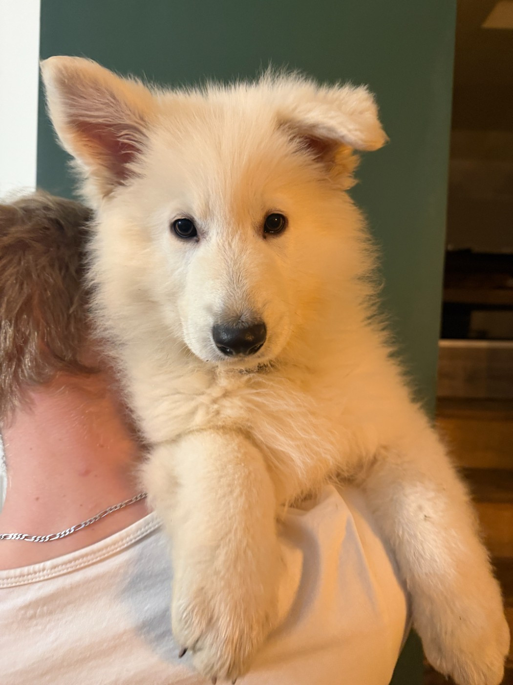 De La Légende Des Deux Loups - Chiots disponibles - Berger Blanc Suisse