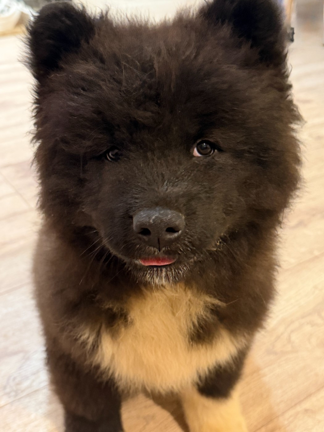 De La Légende Des Deux Loups - Chiots disponibles - Akita americain