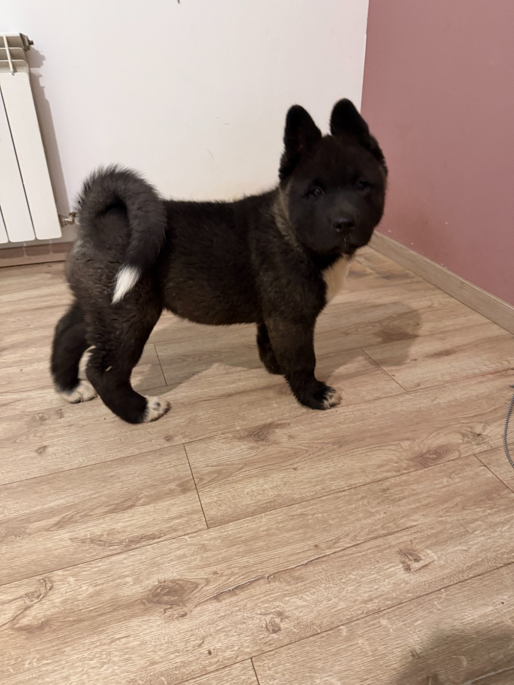 De La Légende Des Deux Loups - Chiots disponibles - Akita americain