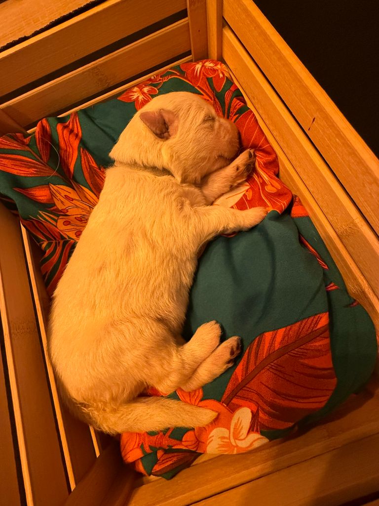 De La Légende Des Deux Loups - Chiots disponibles - Berger Blanc Suisse