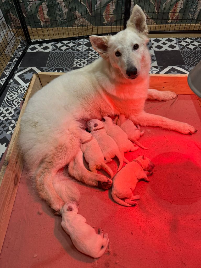 Chiot Berger Blanc Suisse De La Légende Des Deux Loups