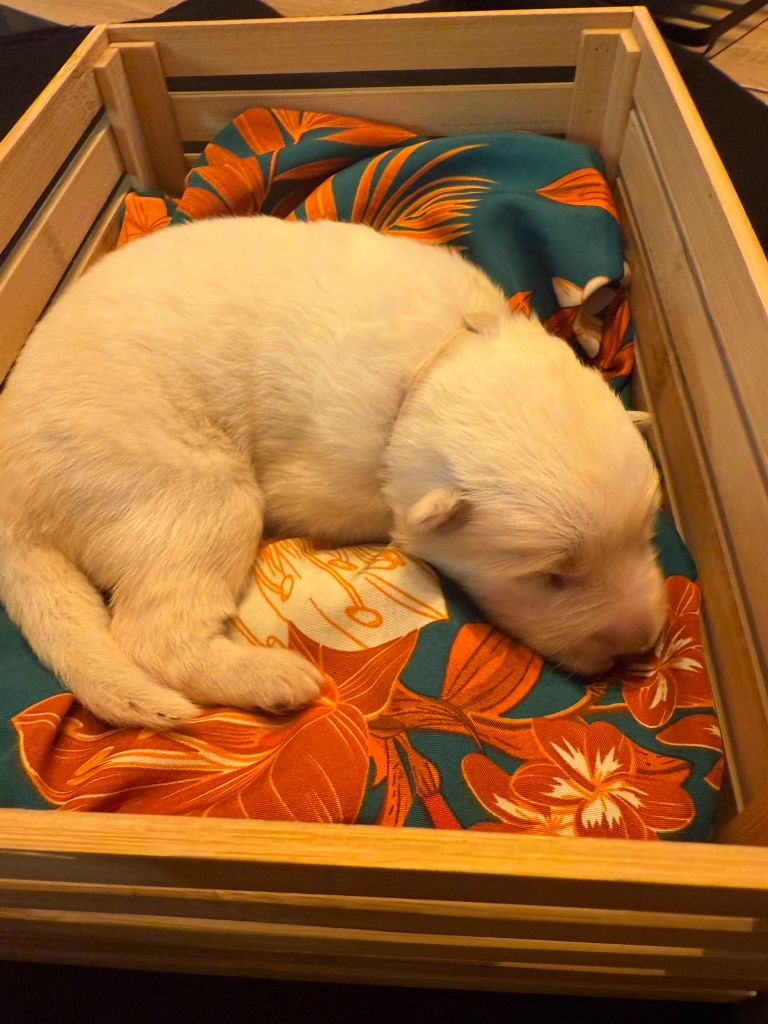 De La Légende Des Deux Loups - Chiots disponibles - Berger Blanc Suisse