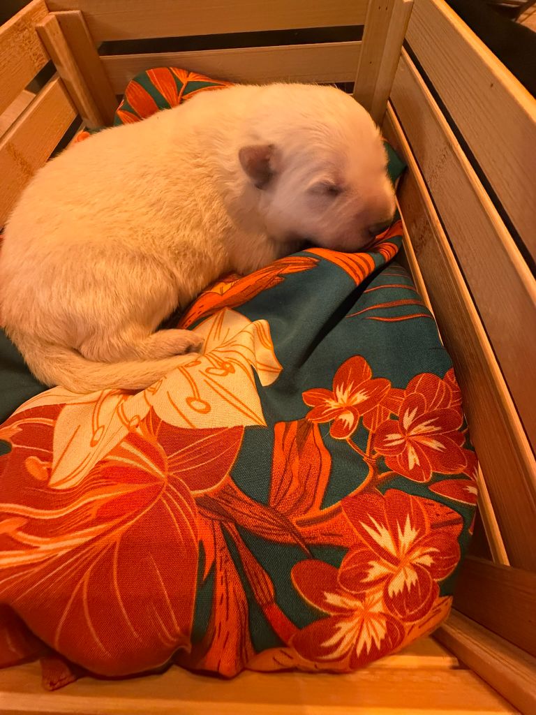 De La Légende Des Deux Loups - Chiots disponibles - Berger Blanc Suisse