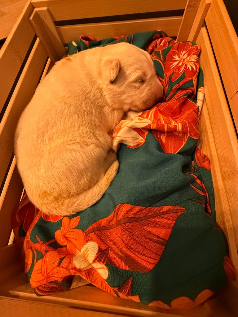 De La Légende Des Deux Loups - Chiots disponibles - Berger Blanc Suisse