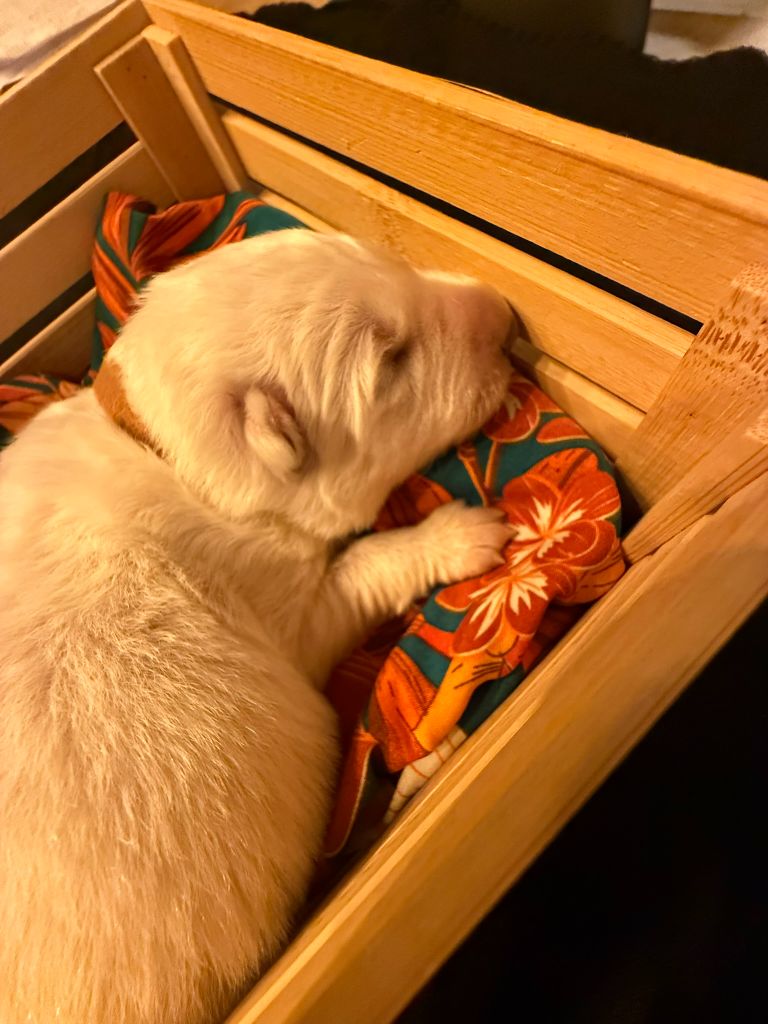 De La Légende Des Deux Loups - Chiots disponibles - Berger Blanc Suisse